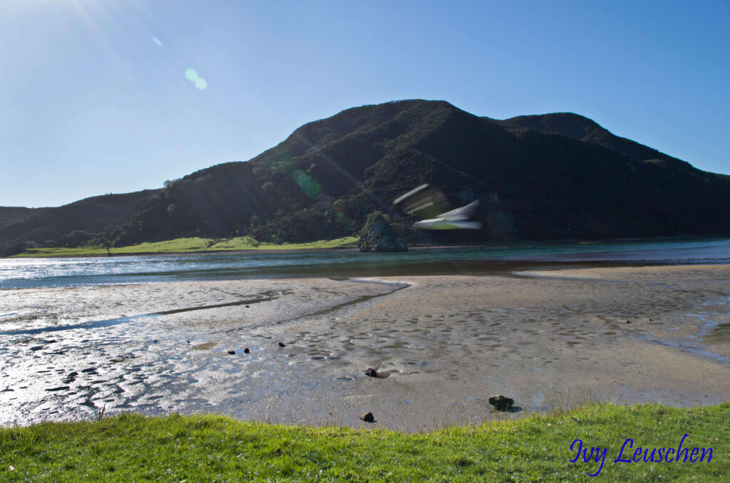 Beach in front of hill, seagull photobombing