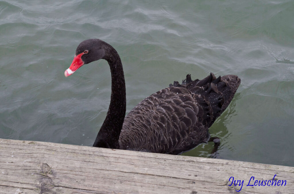 Black swan swimming