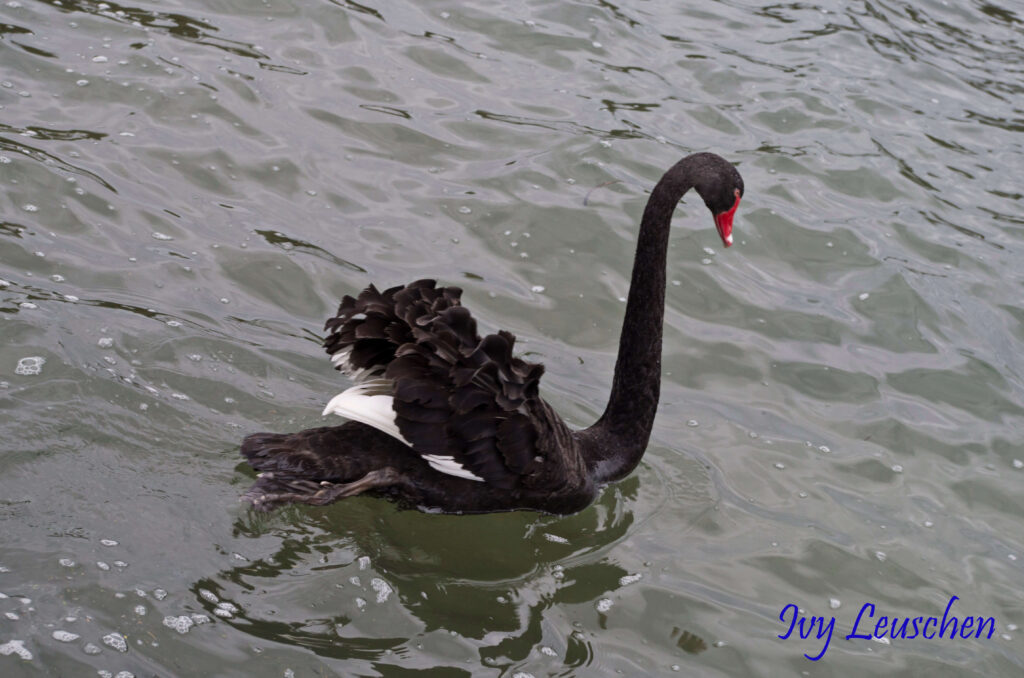 Black swan swimming with wings up