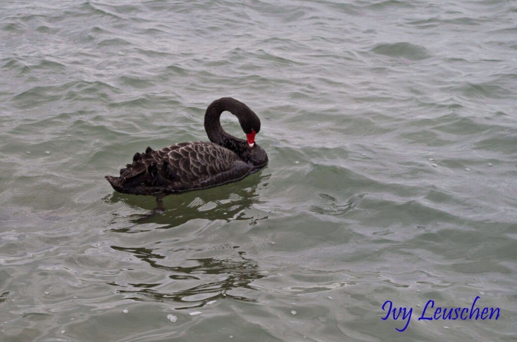 Black swan scratching itself with beak