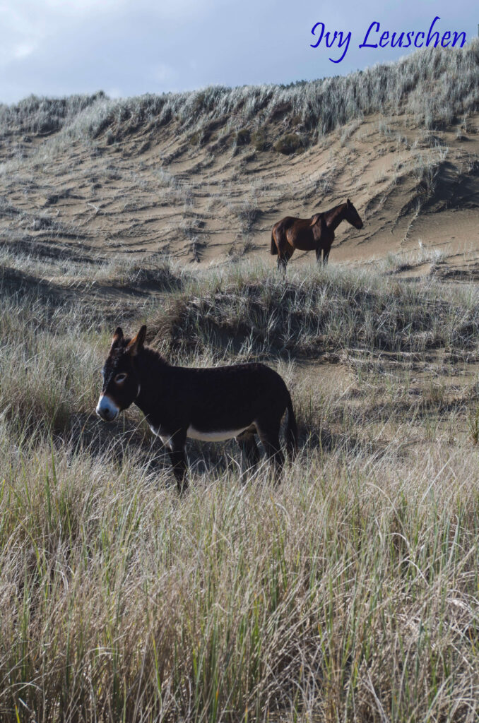 Donkey and a horse hillside