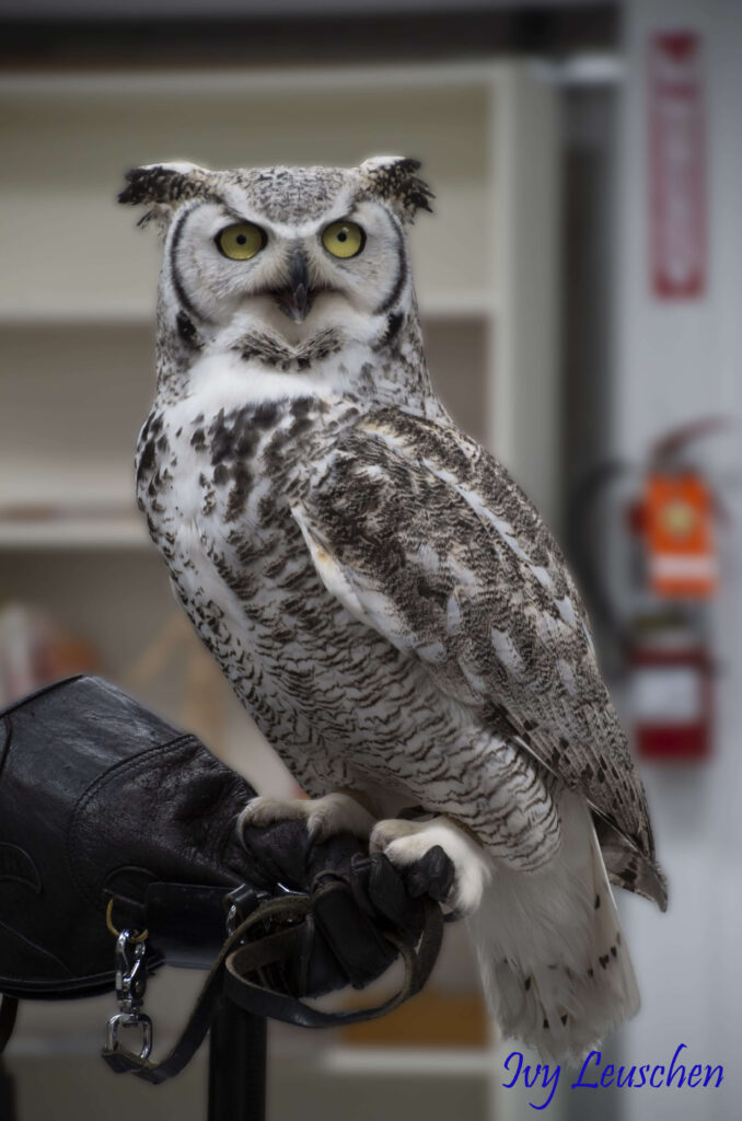 Great horned owl