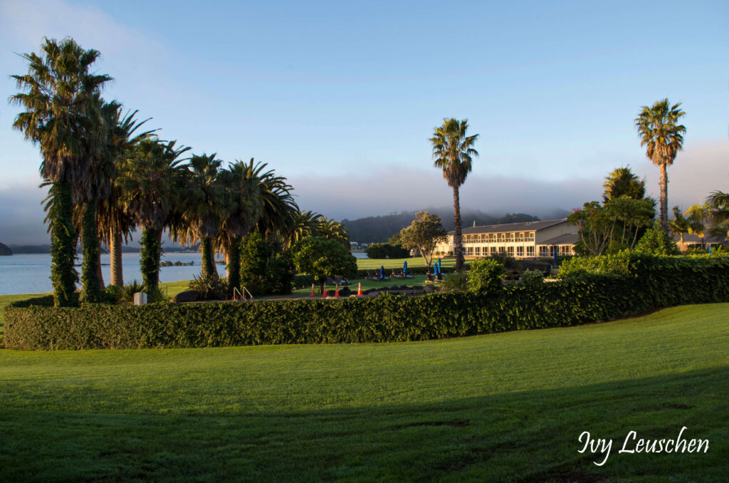 Hotel pool with trees