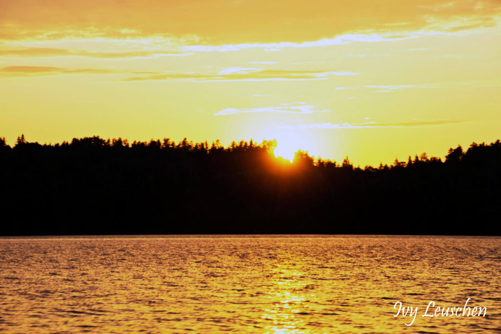 Yellow sunset behind trees