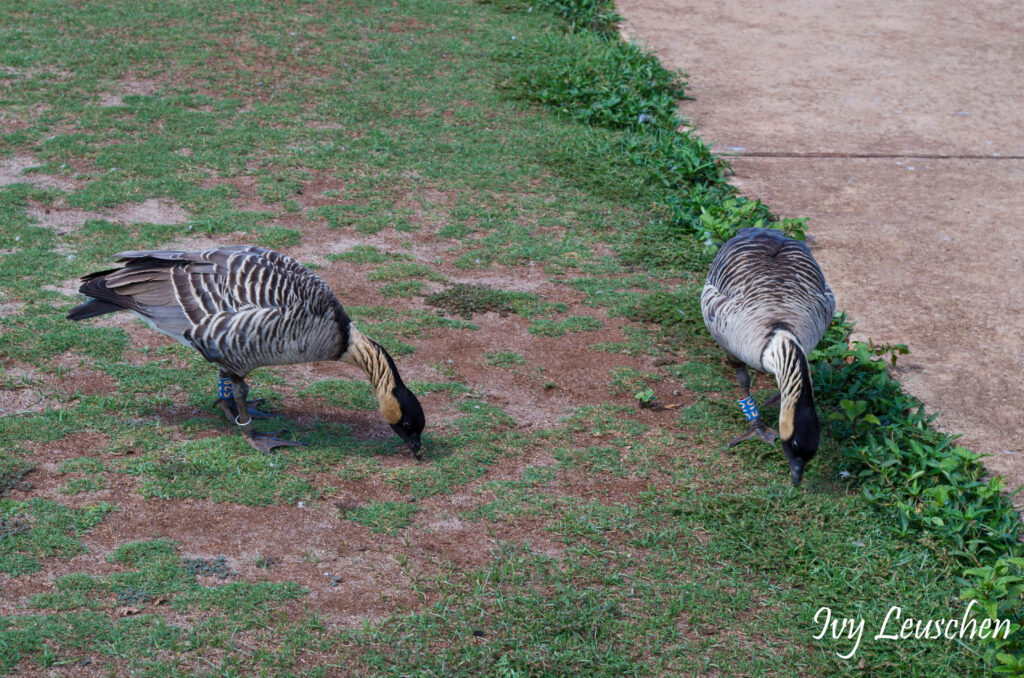 Hawaii Nene's or Hawaiian geese
