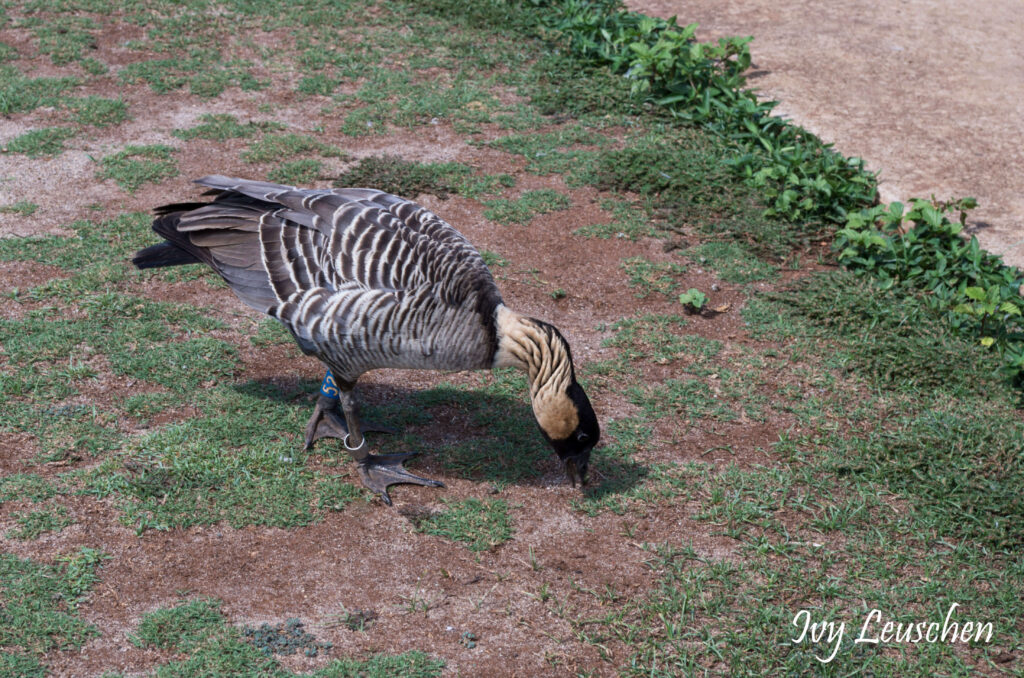 Hawaii Nene or Hawaiian goose