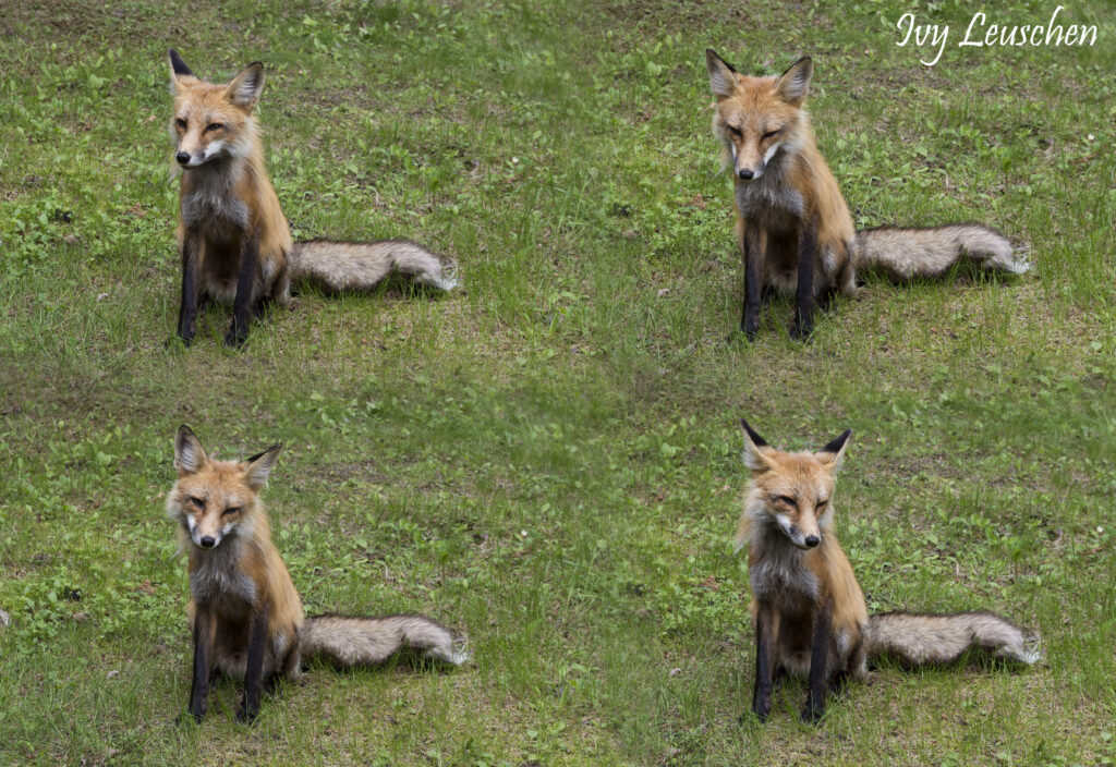 Red fox expressions collage