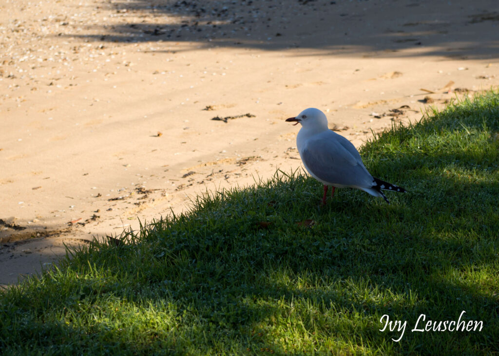 Seagull