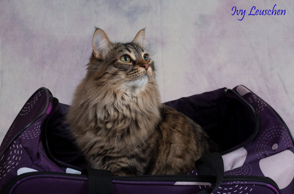 Cat sitting in bag looking up