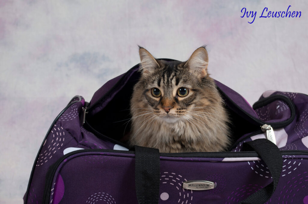 Cat peaking out of bag