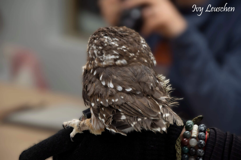 Back of small brown and white owl