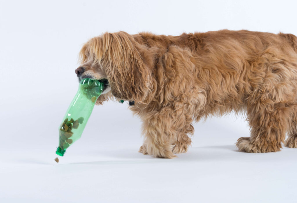 Dog dumping treats out of bottle