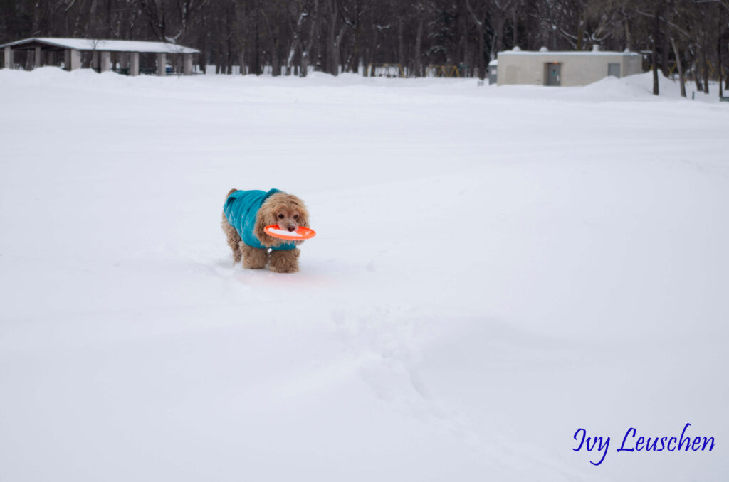 Dog with frisbee in snow