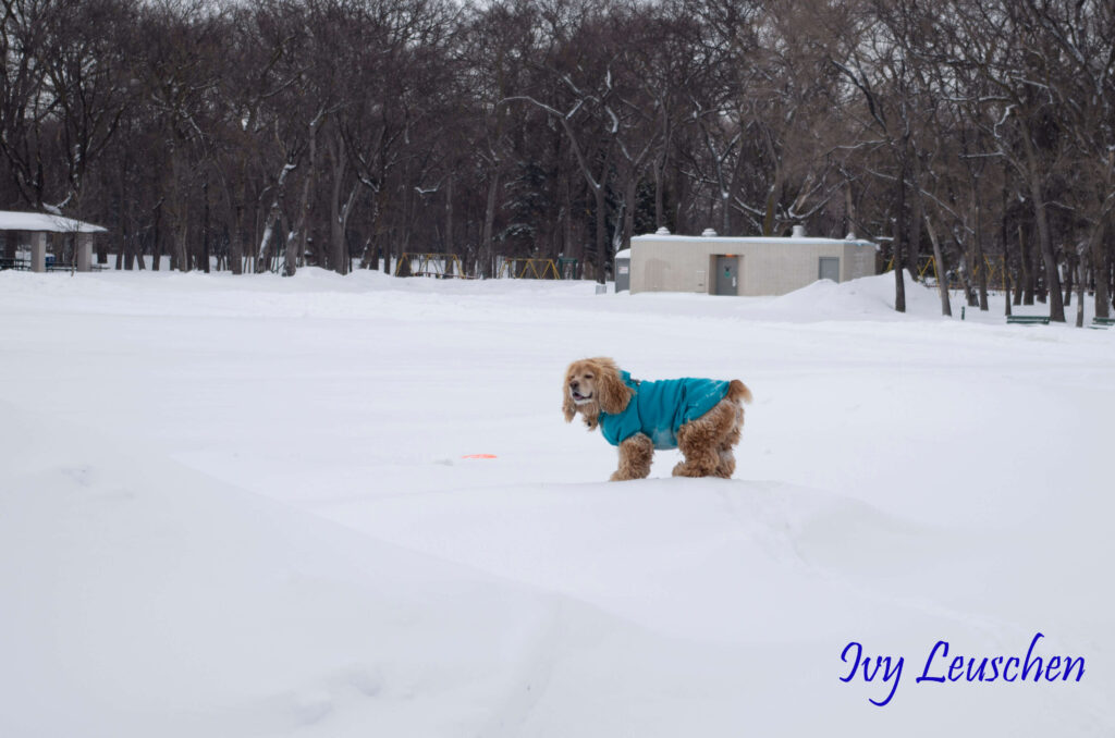 Dog enjoying winter in Kildonan park