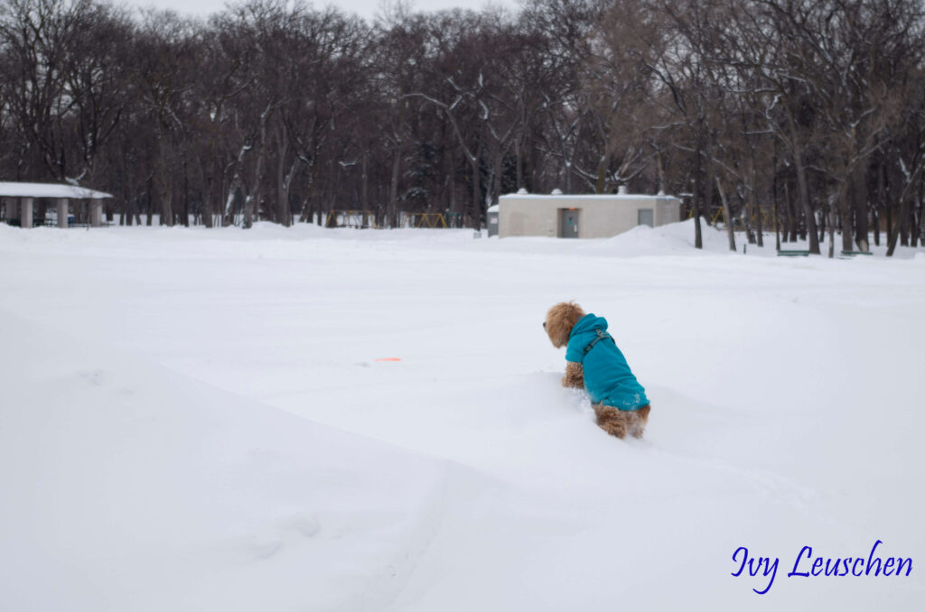 Dog climbing snow bank