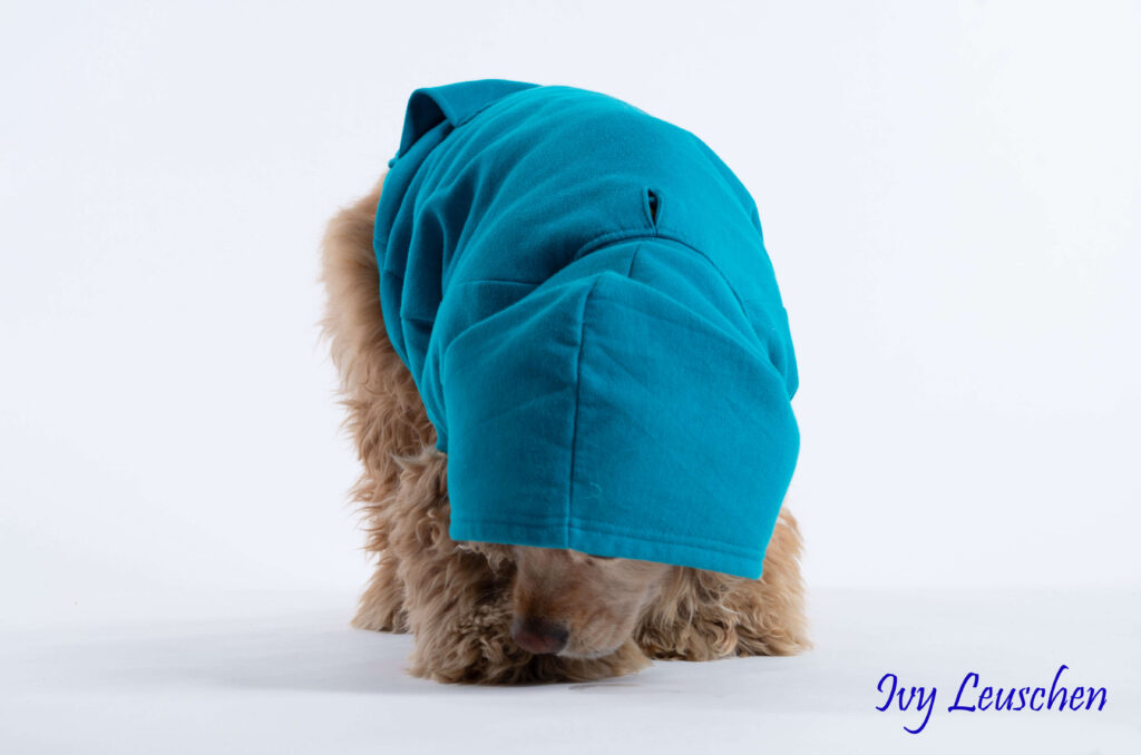 Dog with blue hoody sniffing paw