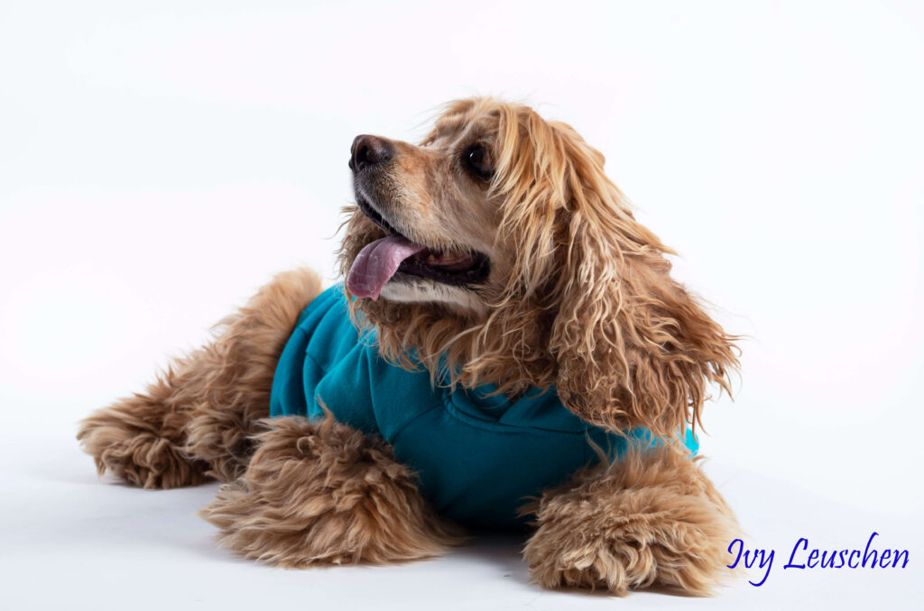 Dog with blue hoody look sideways