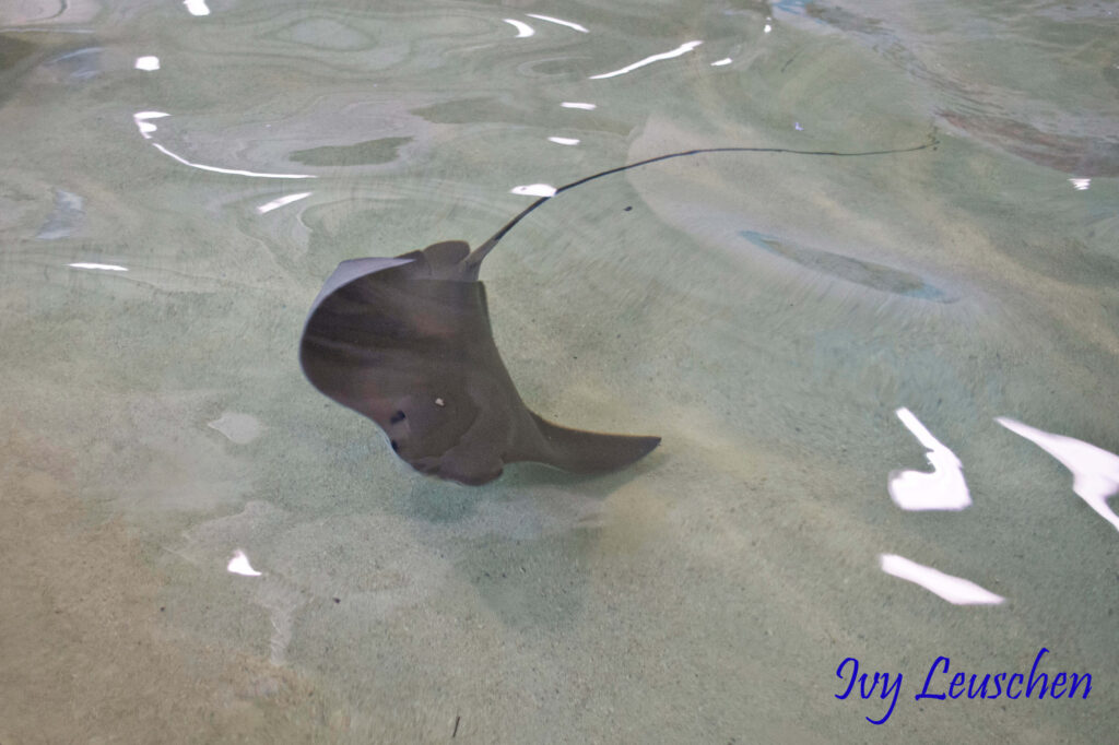 Stingray
