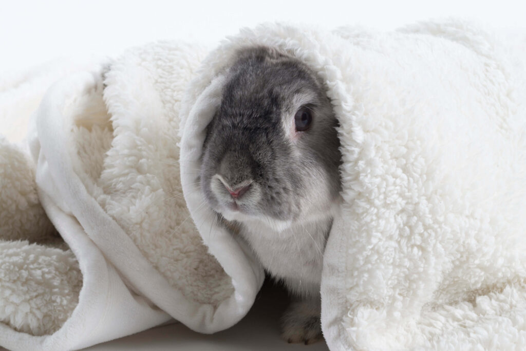 Grey rabbit under white blanket