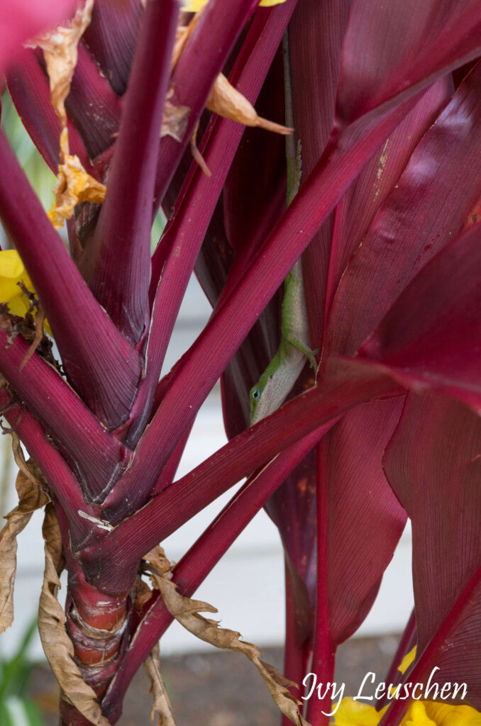 Hiding lizard