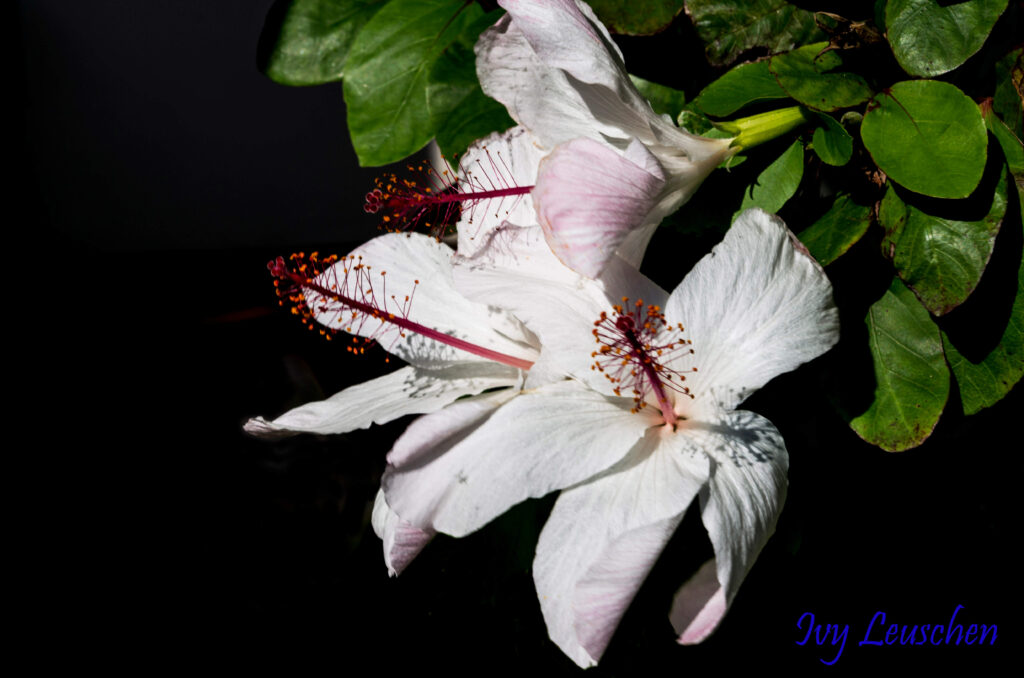 White hibiscus