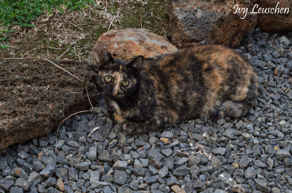 Cat laying against rocks