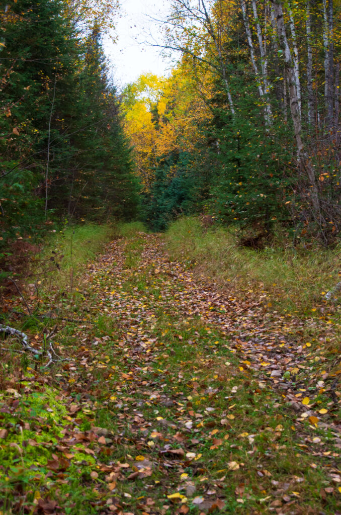 Quad trail in the bush