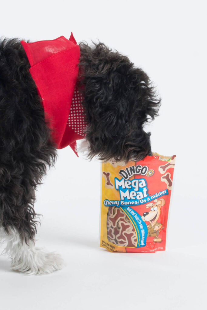Black and white dog, nose in treat bag
