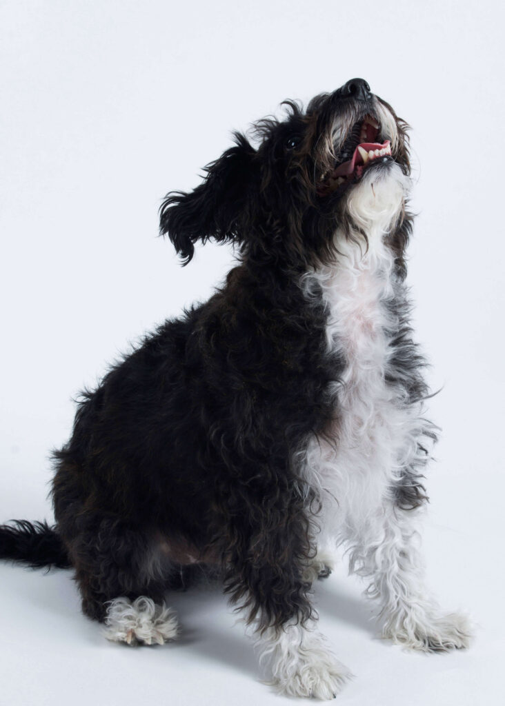 Sitting black and white dog