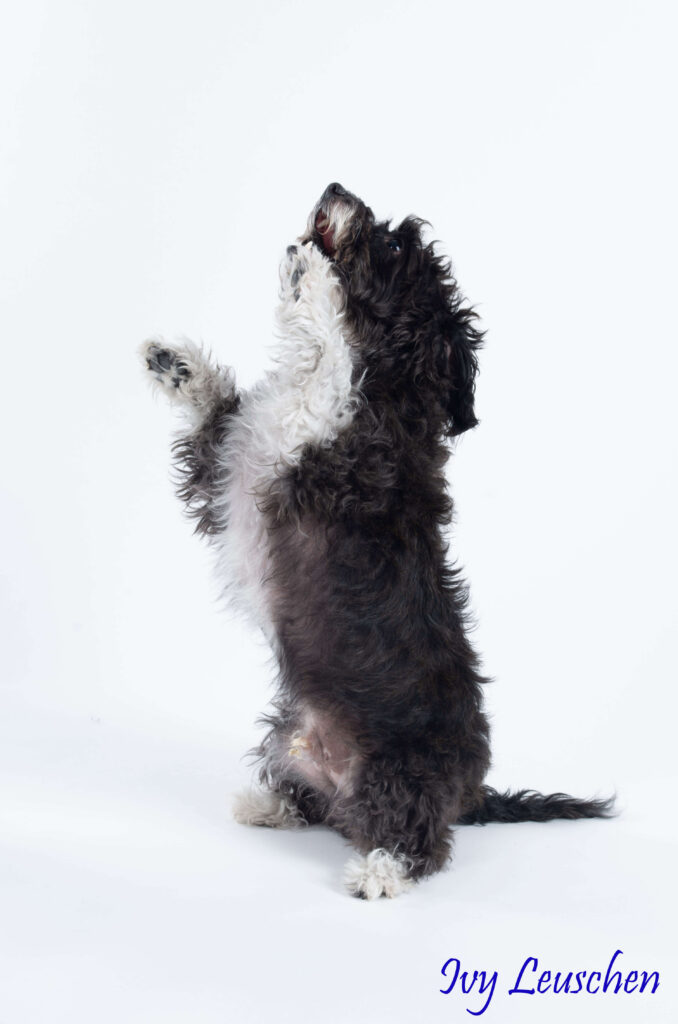 Black and white dog sitting pretty