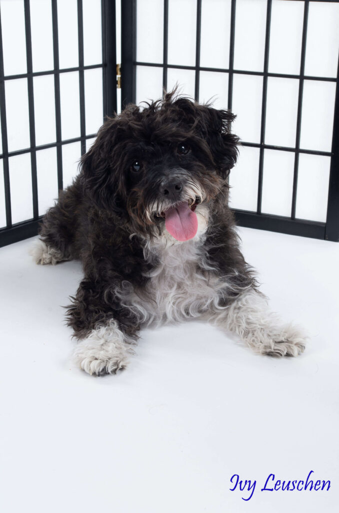 Black and white dog