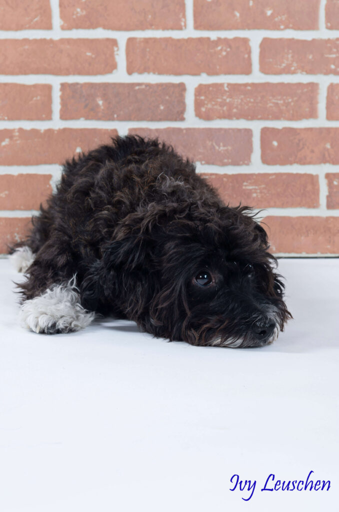Black and white dog in front of brick wall