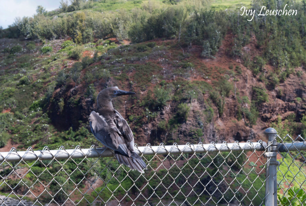 Wedge Tailed Shearwater on fence